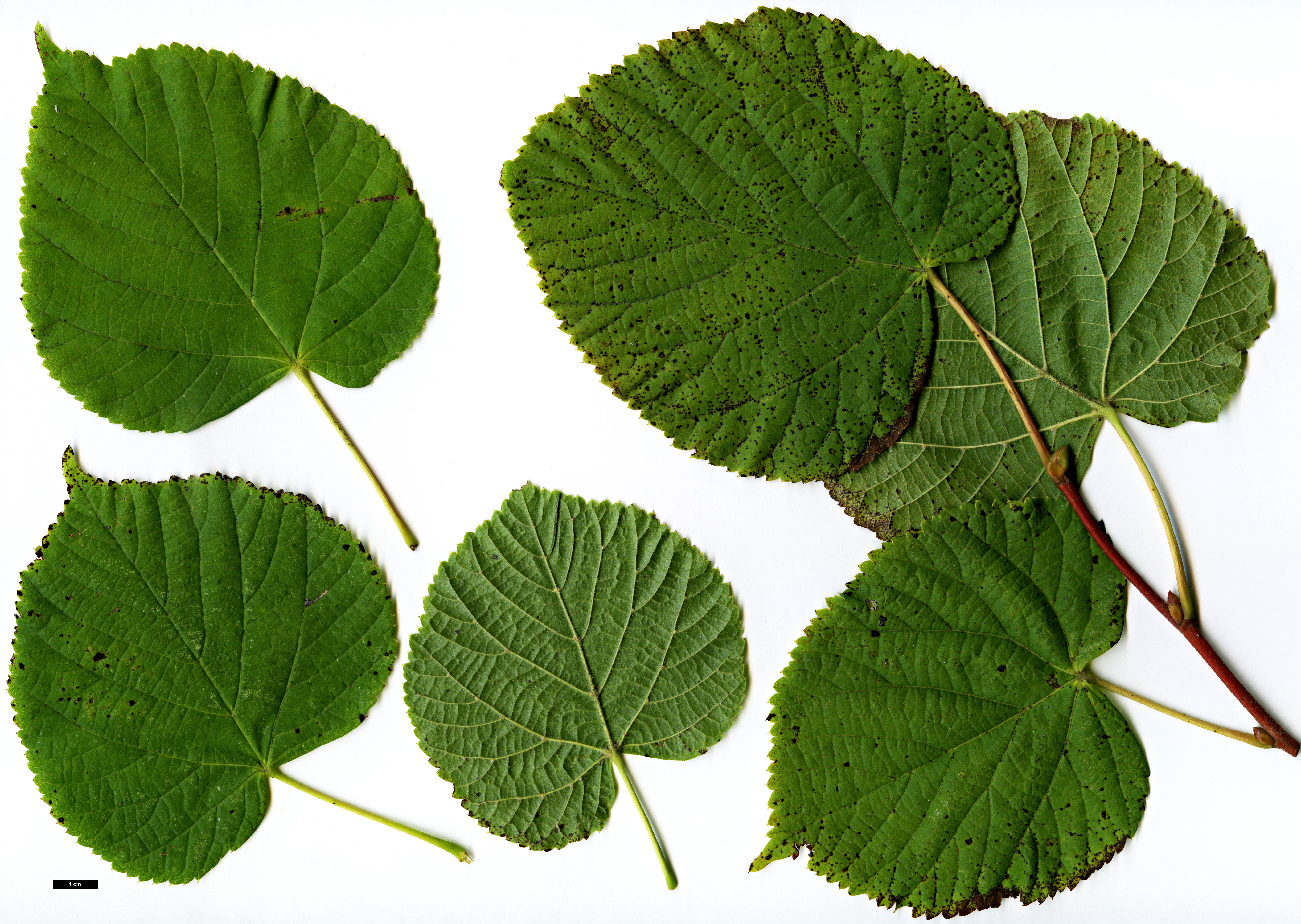 High resolution image: Family: Malvaceae - Genus: Tilia - Taxon: platyphyllos - SpeciesSub: subsp. cordifolia